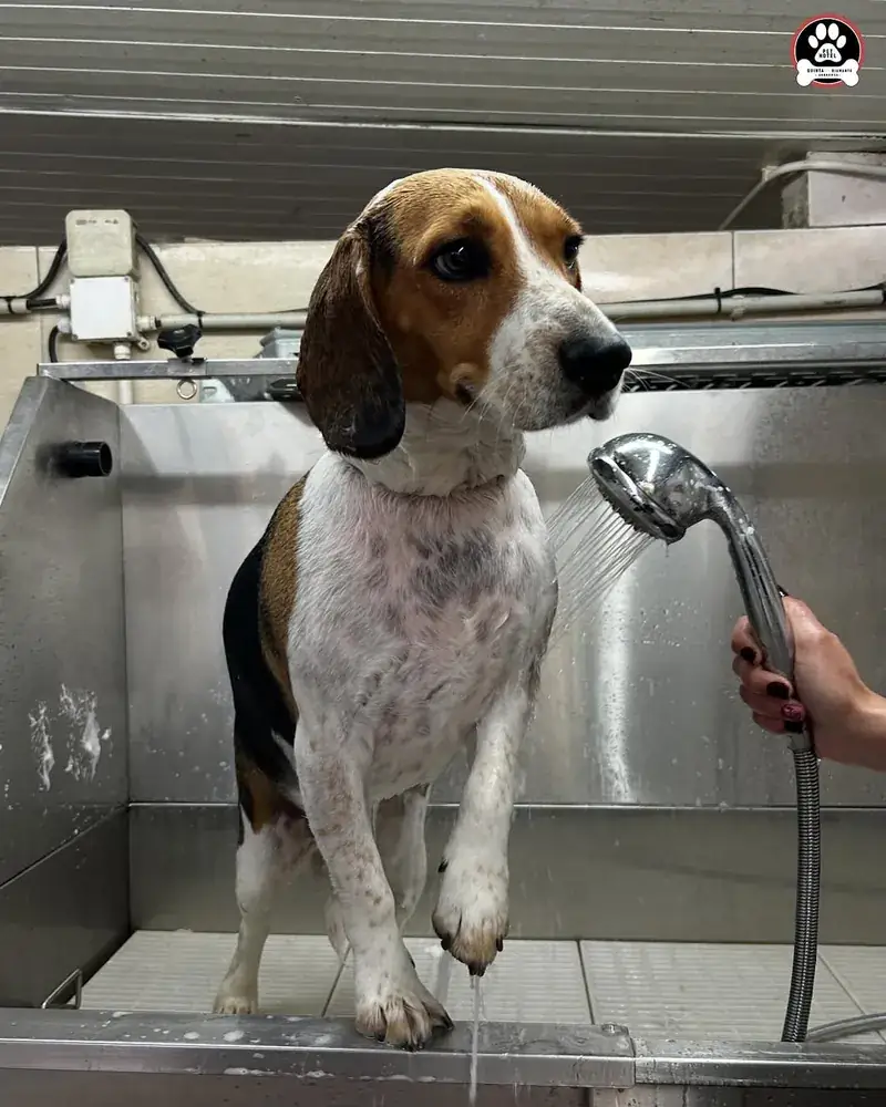 Beagle a ser lavado com o chuveiro na sala de banhos