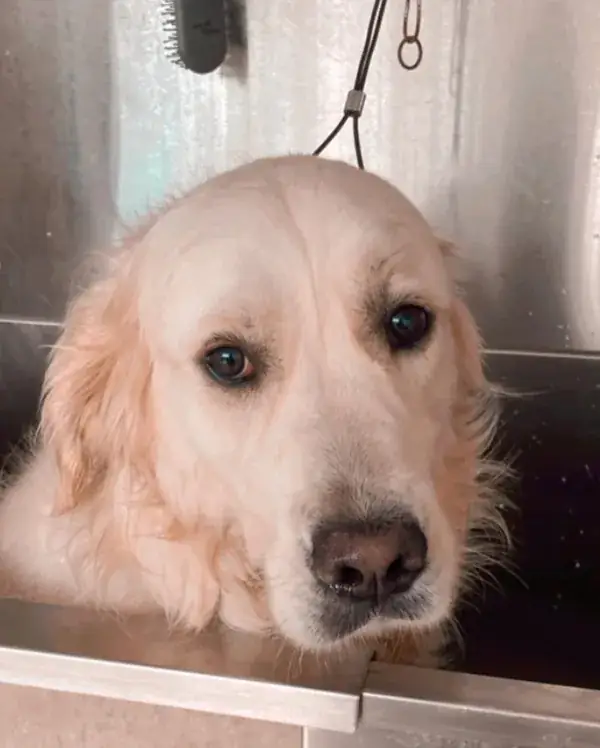Golden retriever dentro da tina, tranquilo durante o banho