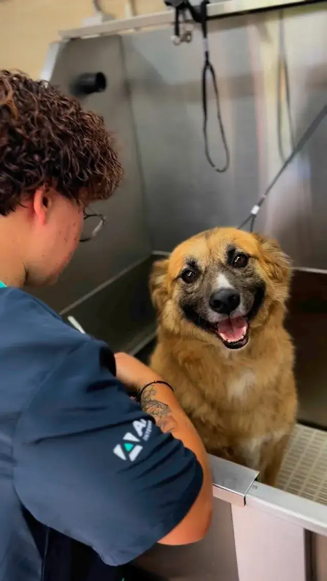 Colaboradora a lavar um cão pequeno com as mãos, o cão calmo e de língua de fora
