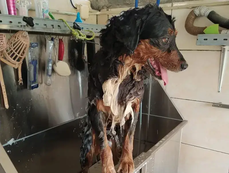 Cão a ser lavado numa tina profissional em inox na sala de banhos