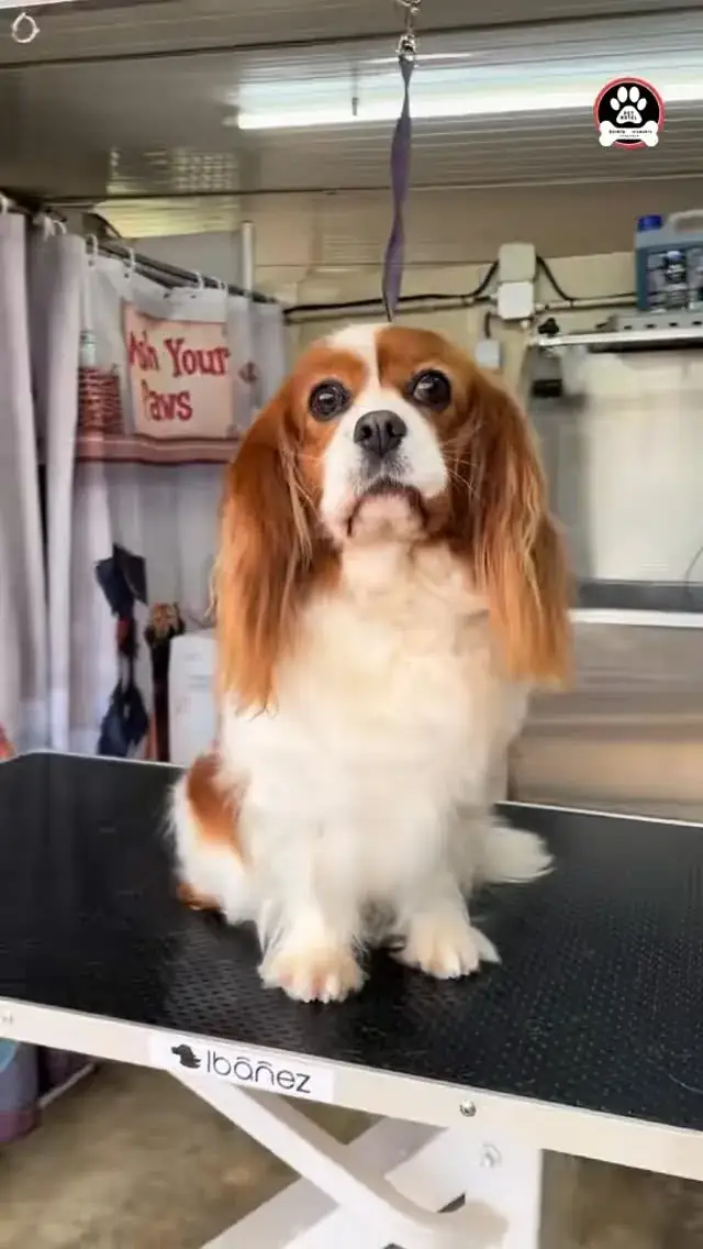 Cavalier King Charles acabado de tosquiar, na mesa de tosquia