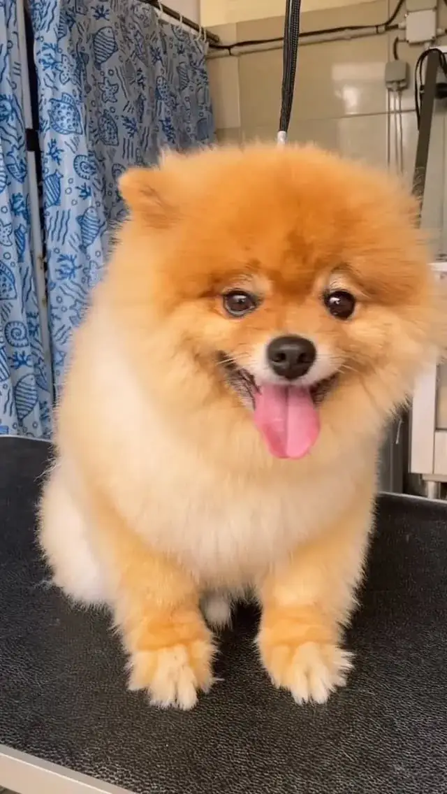 Cão da raça lulu da pomerânia depois da tosquia, com o pelo fofo