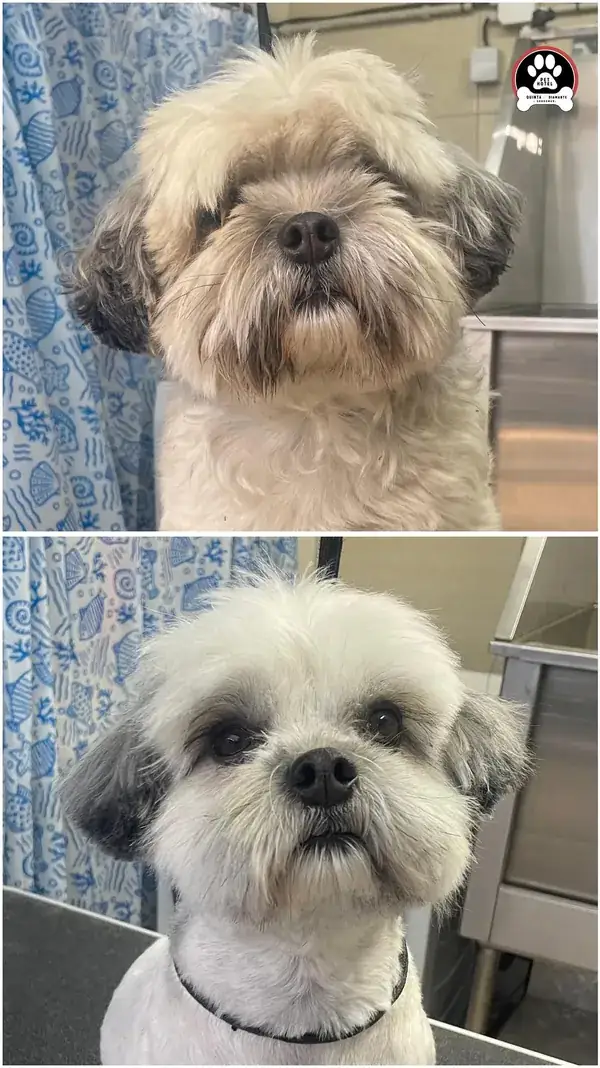 Shih tzu depois da tosquia, com o pelo aparado