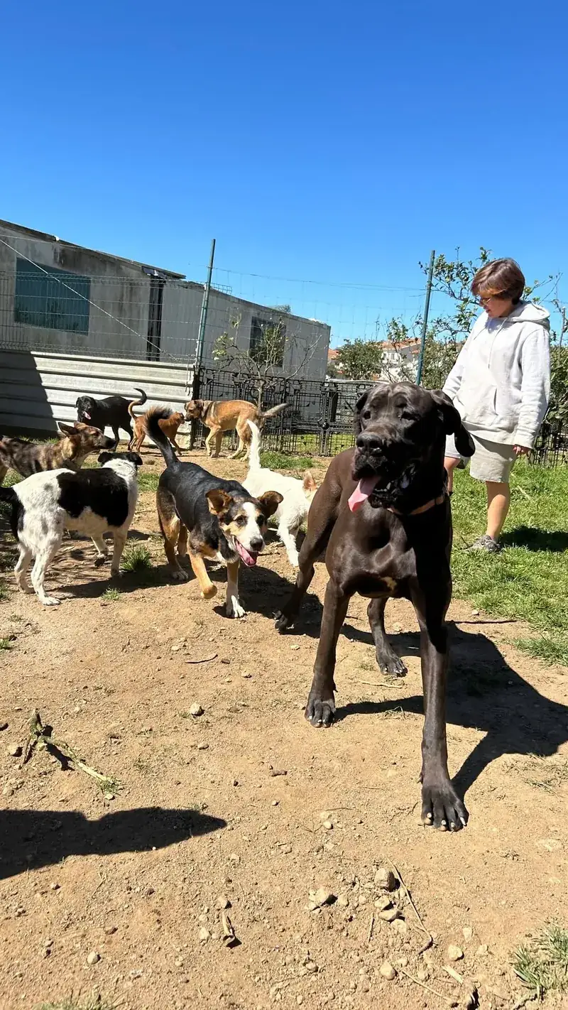 Grupo grande de cães da creche a passear em conjunto pelo terreno da quinta com uma colaboradora