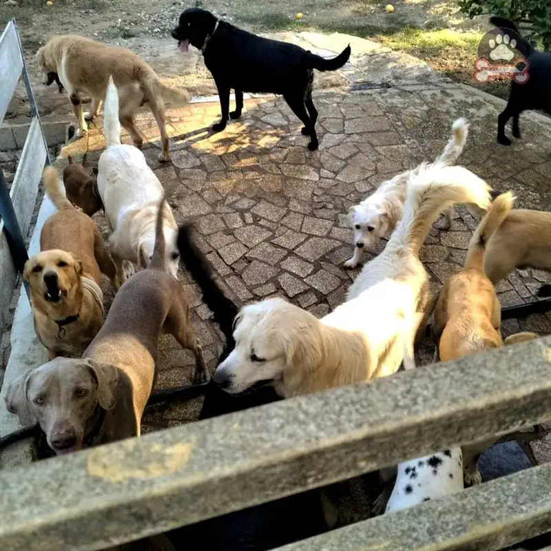 Vários cães a brincar juntos no pátio exterior da creche canina
