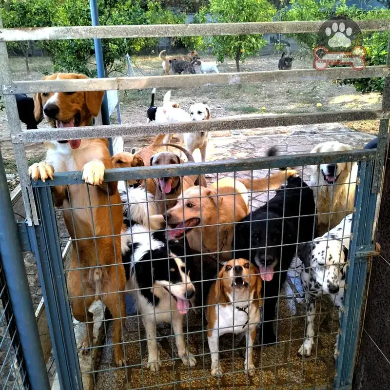 Vários cães da creche encostados à vedação, à espera da saída