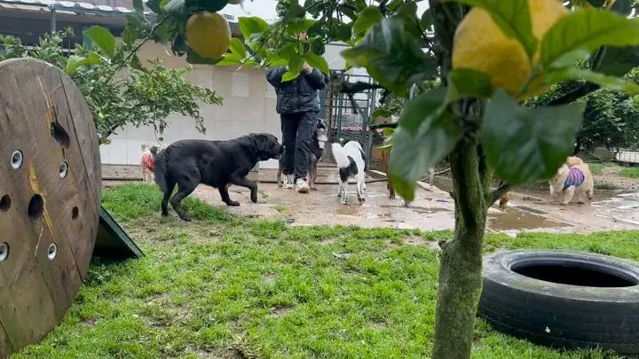 Cães a brincar com um pneu no relvado