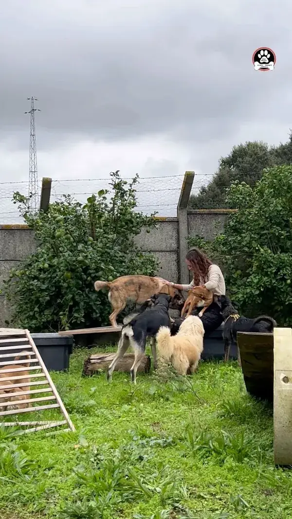Cães a brincar no relvado da quinta, entre árvores
