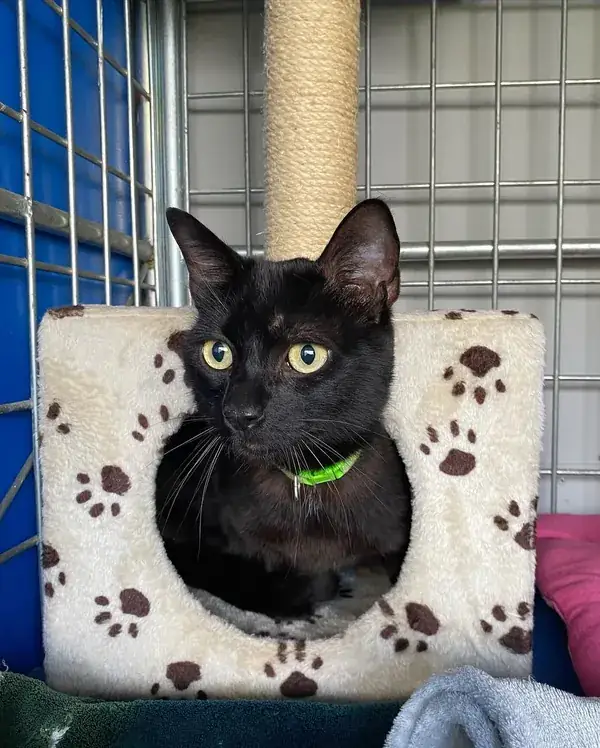 Gato preto instalado dentro da casinha do gatil