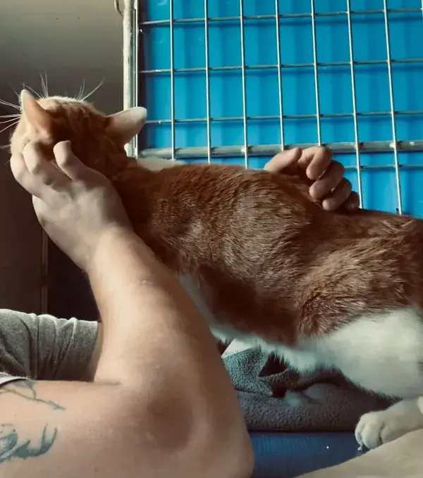 Gato a receber festas no gatil