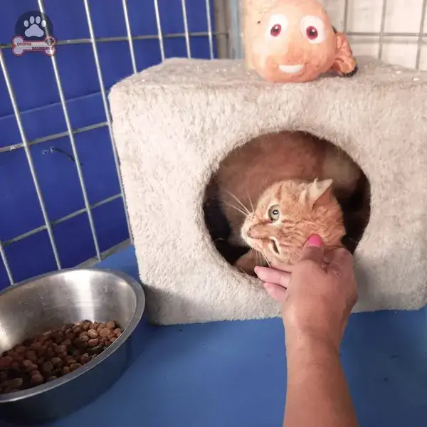 Gato laranja instalado no seu módulo do gatil