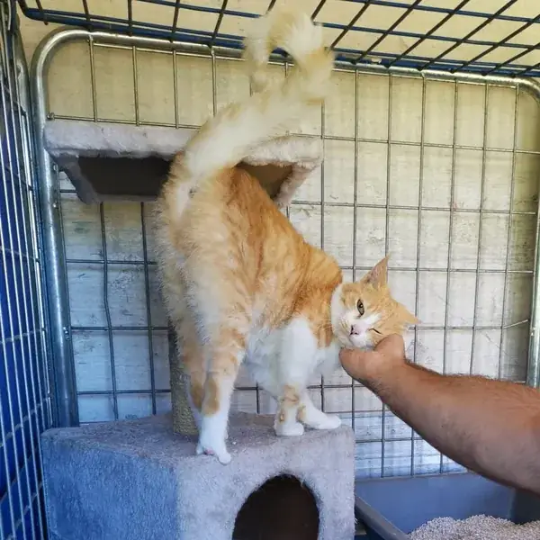 Gato laranja no seu módulo do gatil, com torre e esconderijo