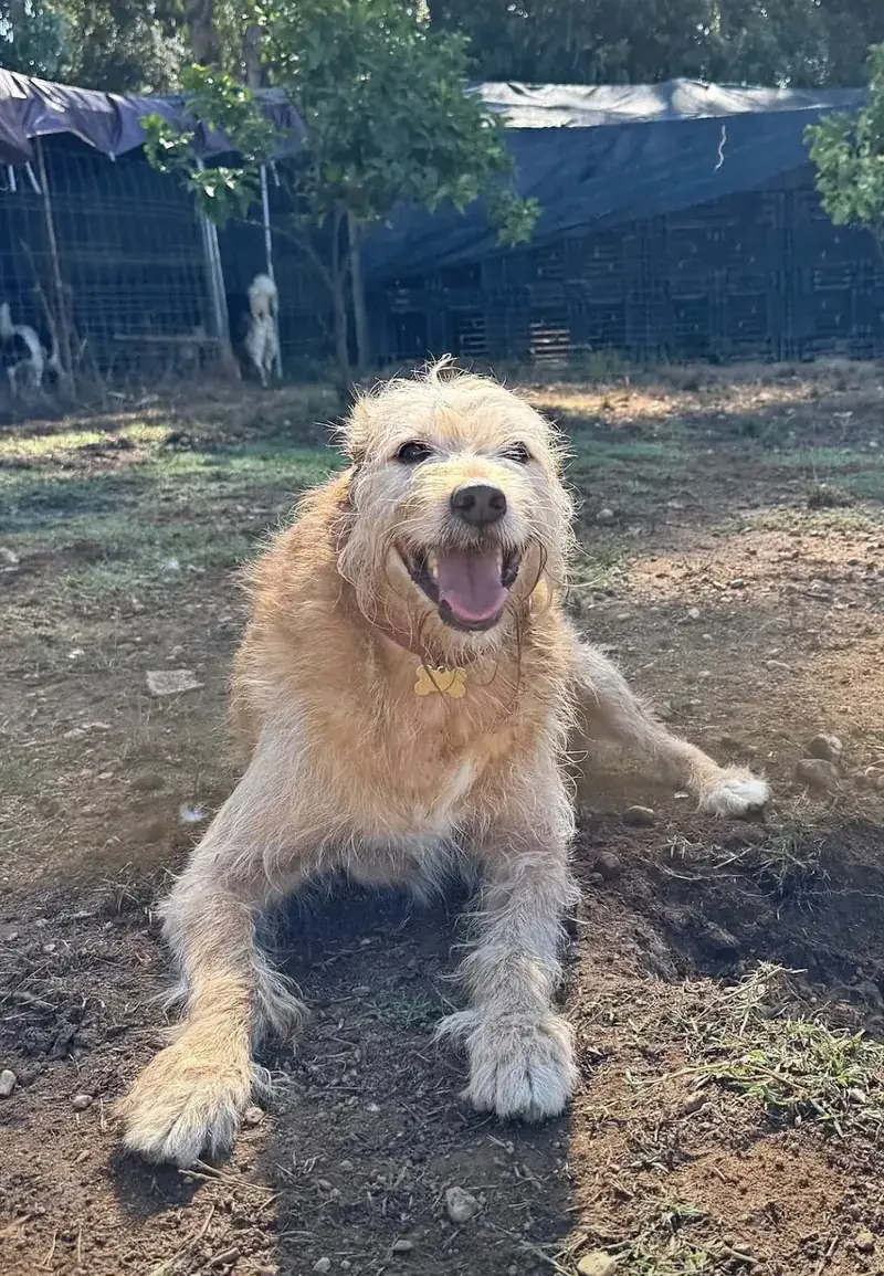 Cão a sorrir, deitado no terreno da quinta ao sol