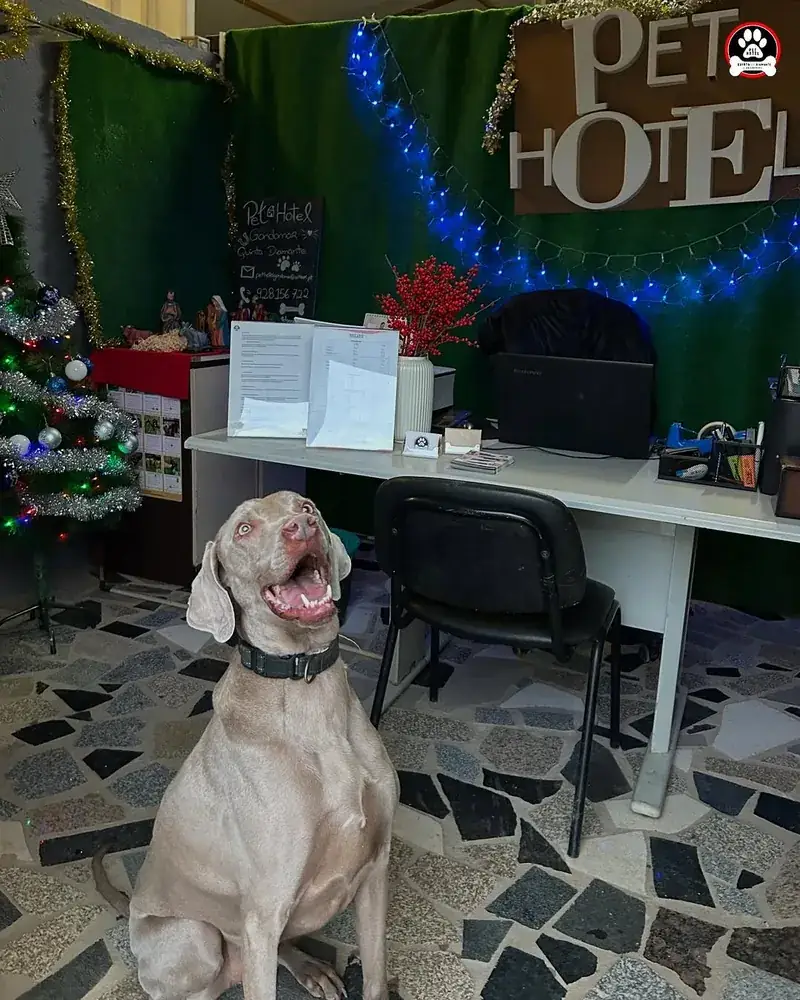 Receção do Pet Hotel Gondomar, com um cão sentado em frente à secretária