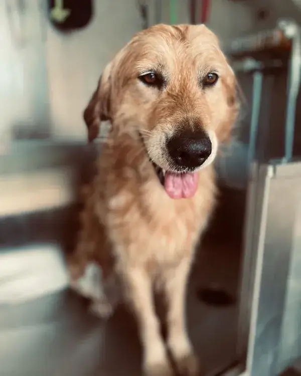 Golden retriever a olhar para a câmara