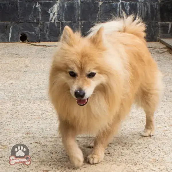 Lulu da pomerânia depois da tosquia