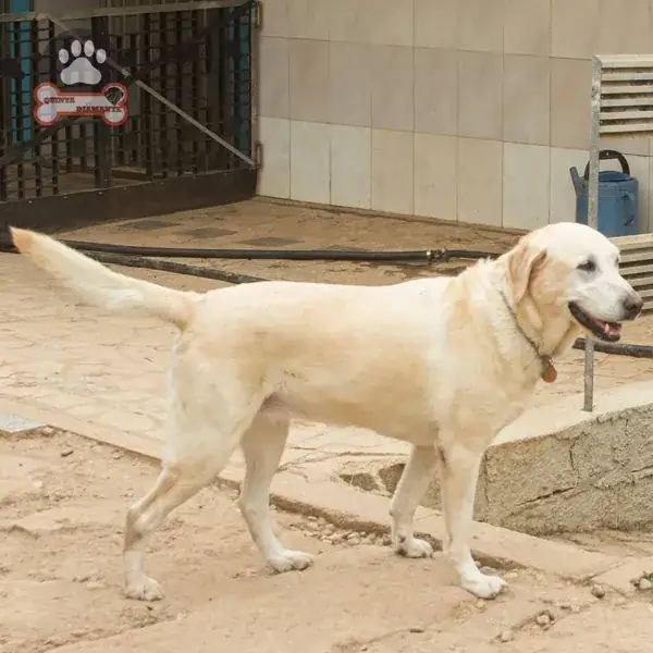 Labrador amarelo à porta do seu quarto individual