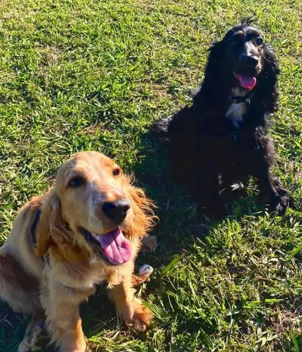 Dois cocker spaniels sentados no relvado ao sol