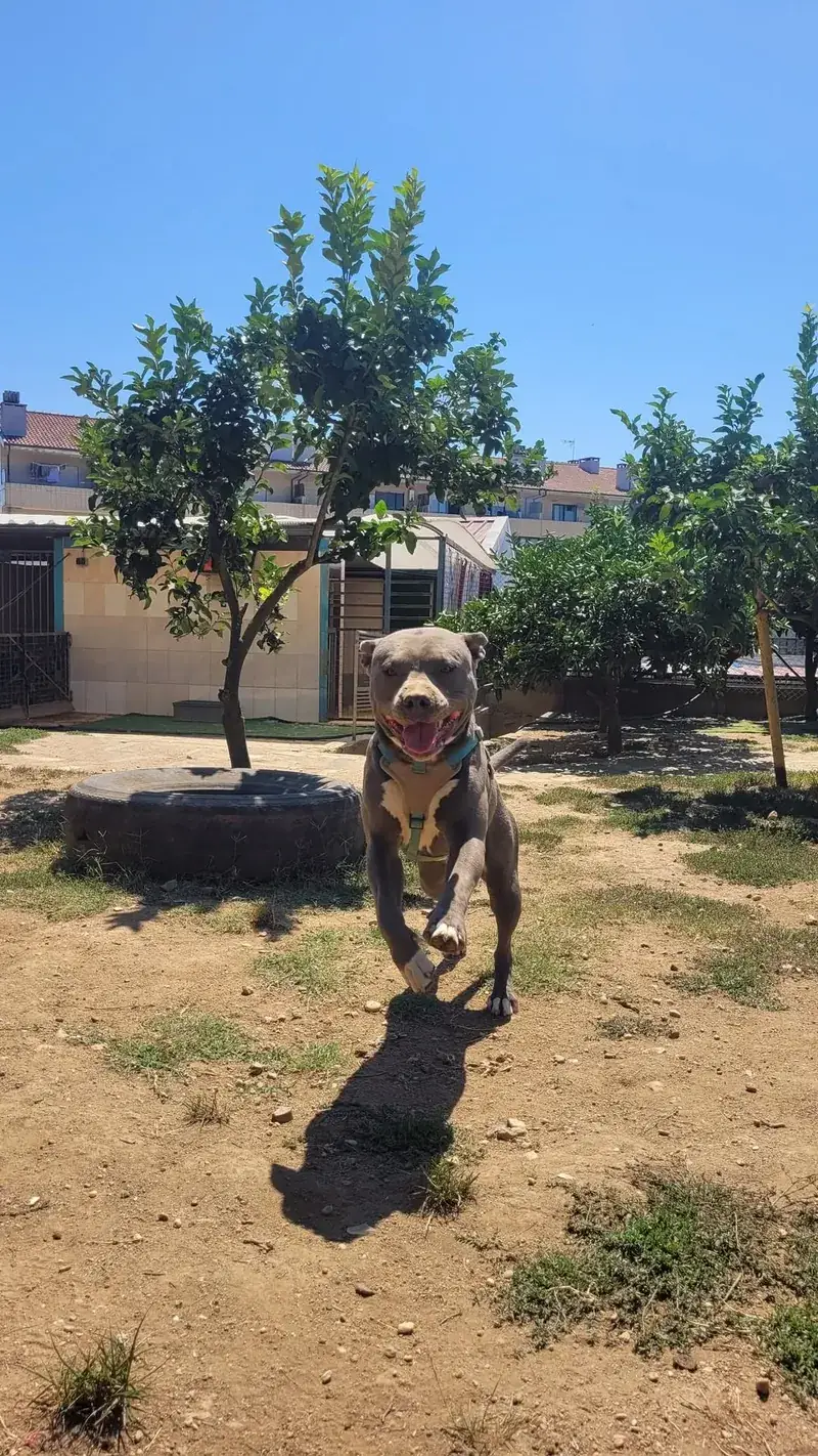 Cão a correr em liberdade pelo terreno da quinta