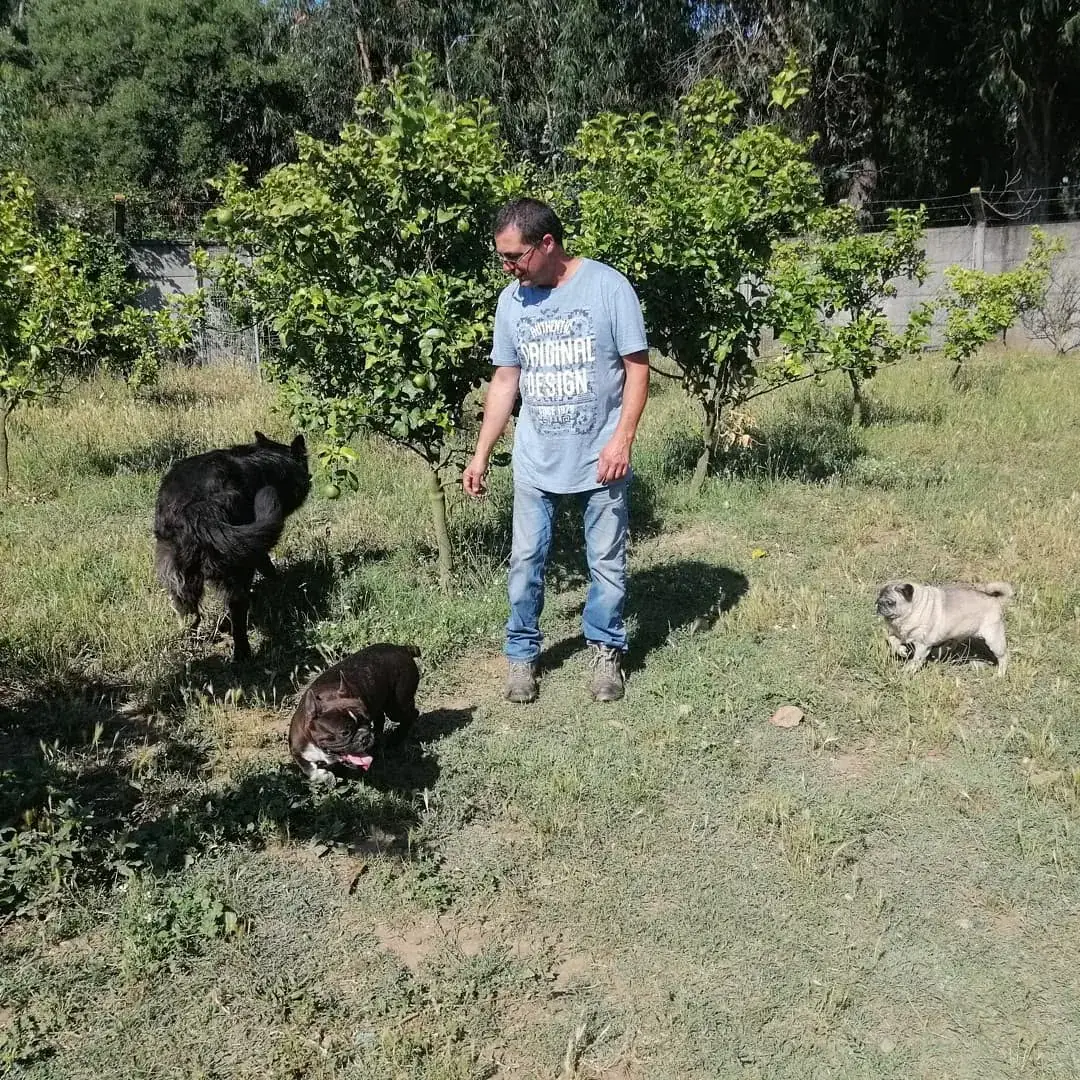 Tratador a passear com cães entre as laranjeiras da Quinta Diamante